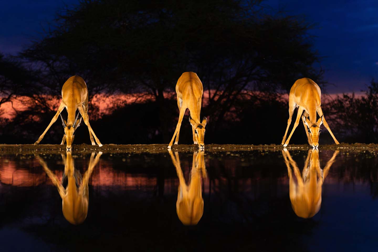 © galal yousif, Sudan, entry, Open Competition, Natural World & Wildlife, 2026 Sony World Photography Awards