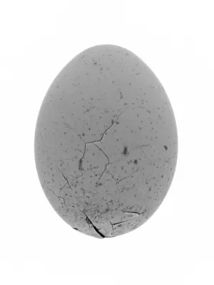 The Egg: A Fragile Light in a Chaotic World